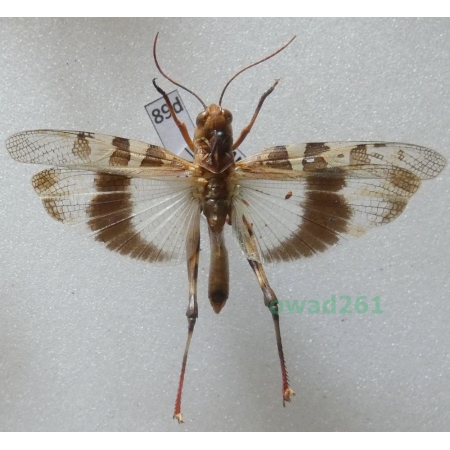 Orthoptera2 sp. Albania89d